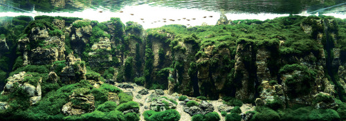 beautymagnified: itscolossal: Awesome Aquariums: Winners of the 2015 International Aquatic Plants La