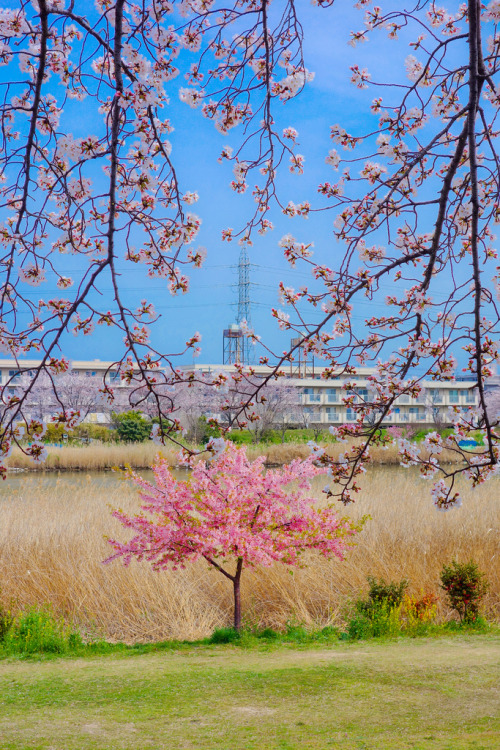 © | Takuma Kimura(Do not remove credits)