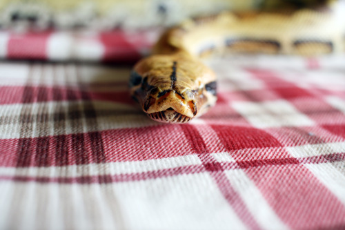 The tiniest collection of snoots[caligari > siggy > xena]