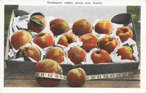 postcardsfromwashington: front: Washington Apples, grown near Seattle.back: Pub. by S. H. Kress &