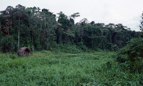 Amazon, Peru.