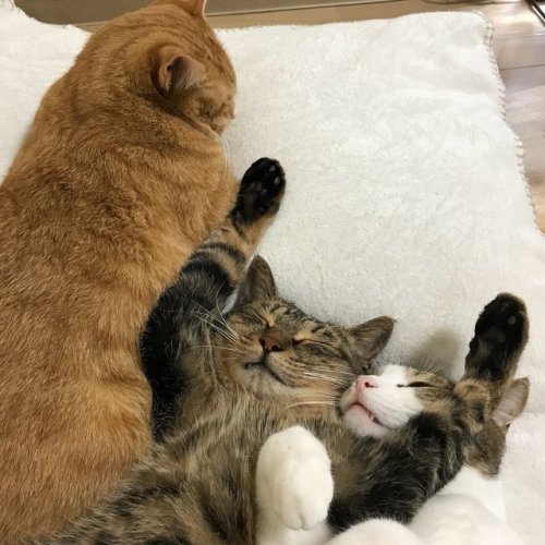 yournewfriendshouse:cat stack! cat stack! cat stack!