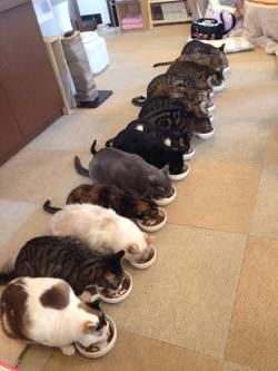 awwww-cute:  Yesterday I visited a cat cafe in Japan (x-post from r/pics)
