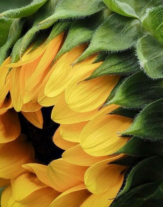 sensuality-n-randomness:  twentythreeskeet:    🅢&amp;🅡🌻 
