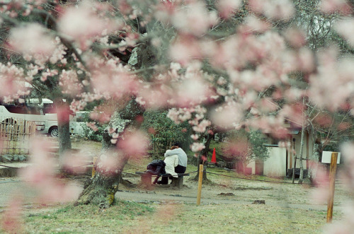 tokyoghosts: cherry, blossom by osullivan666 on Flickr.