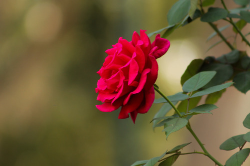 Rosetaken at the Los Angeles Zoo in Los Angeles, CaliforniaOne of the roses in the rose garden near 