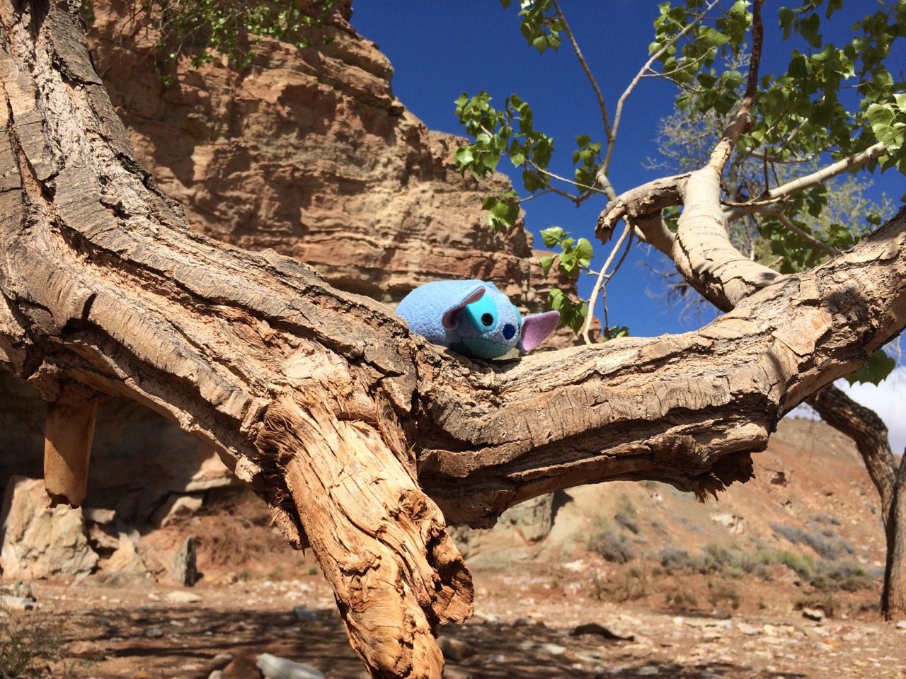 the-prodigalsun:  A long day of hikes and exploring, with even a Stitch-sized hotel!