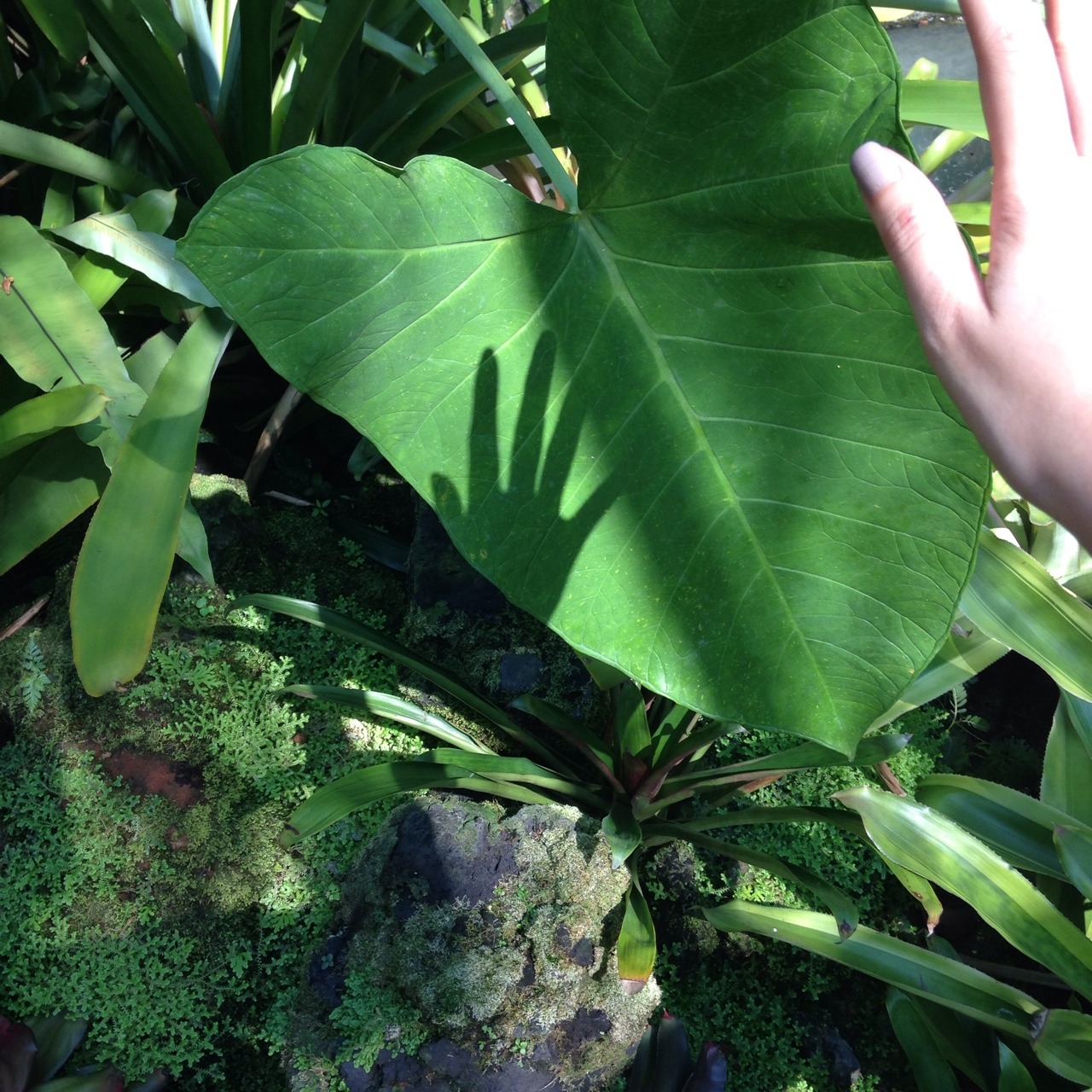 coqillage:  impromptu trip to the botanic garden