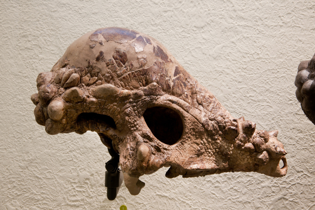 Celebrate #FossilFriday with Pachycephalosaurus wyomingensis!
Pachycephalosaurus, meaning “thick-headed reptile,” lived 66 million years ago during the Late Cretaceous Period and was the largest bone-headed dinosaur ever found, with 10 inches of bone...