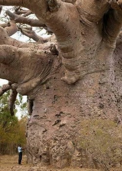 advice-animal:  Baobab tree. They can store