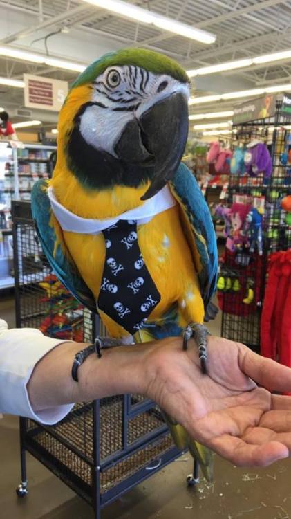 becausebirds:Tiki is ready for his interview.