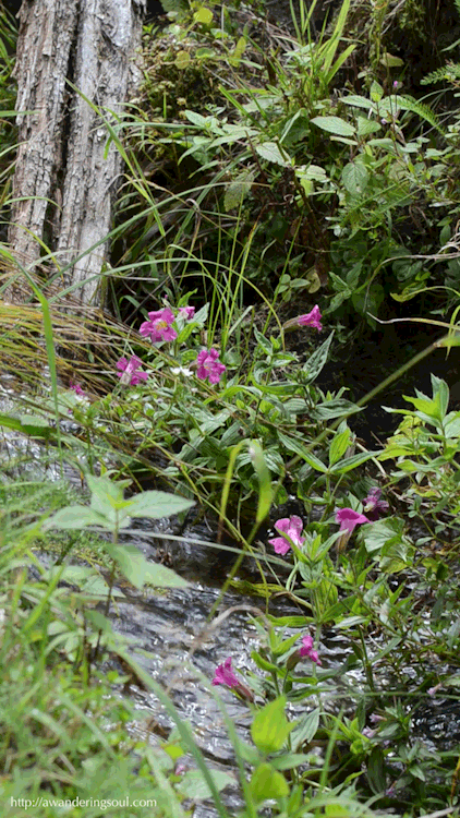connie-awanderingsoul:Along Toutle Trail