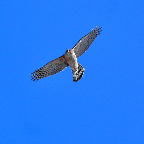 A Cooper’s hawk, high above me. 