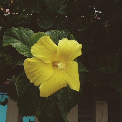 愛