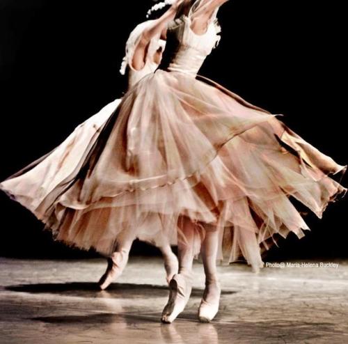 lasylphidedubolchoi:Photos by Maria-Helena Buckley