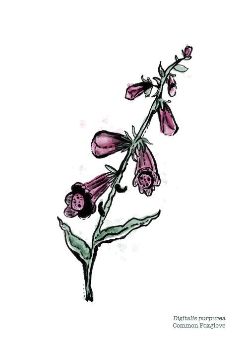 Commonly known as Foxglove. This medicinal plant reduces heart rate and heart size, lowering my