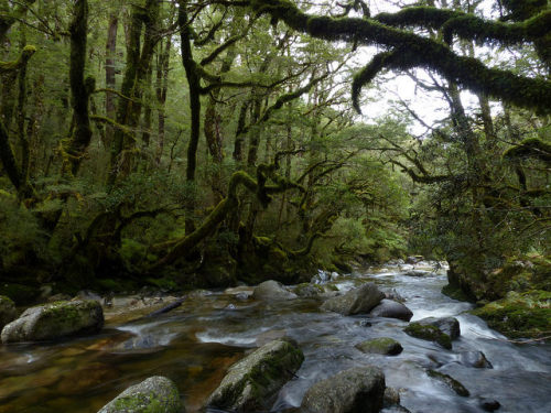 High altitude beech forest, Rahu River, Victoria Forest Park by New Zealand Wild on Flickr.