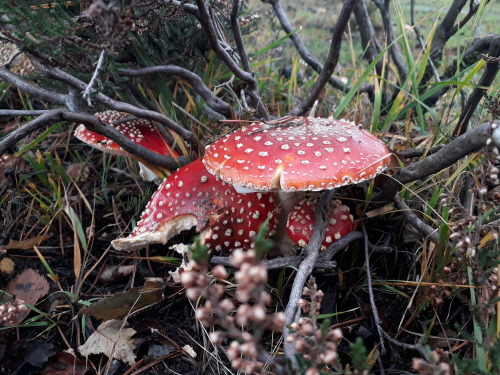 Sutton Park, Birmingham, UK, October 2021Fly agaric (Amanita muscaria) I found swathes of these icon