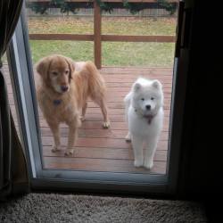 skookumthesamoyed:  baymaxrx:  Why he yell