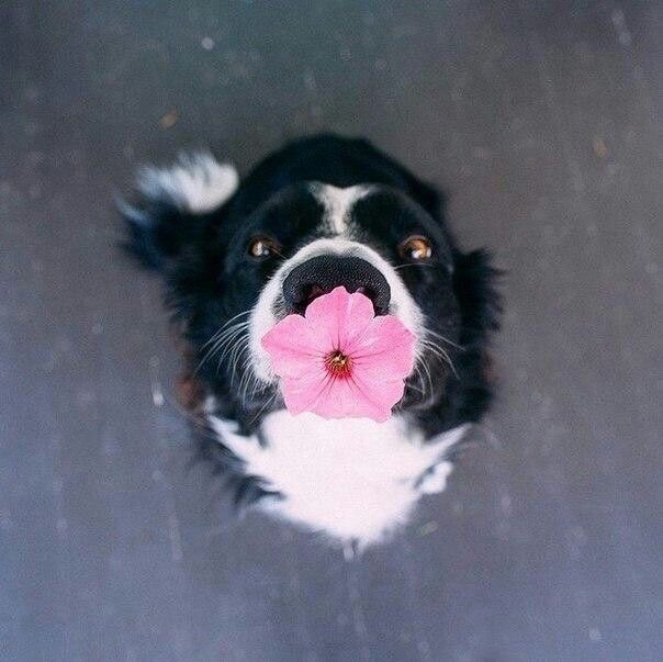 brookbooh:Dogs and flowers!! :D