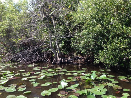 The Everglades National Park, March 14, 2015. Can you spot the alligators?