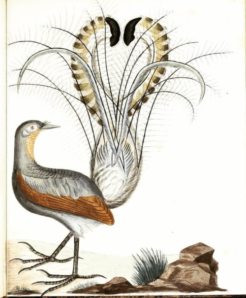 Happy #Feathursday! Superb lyrebird (Menura novaehollandiae) from “Johann Lathams allgemeine U