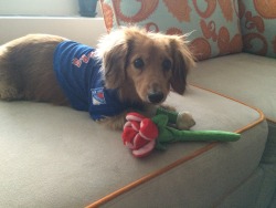 pancakethedoxie:  This was the first version of the Rangers shirt we got Pancake. It *said* it fit a mini dachshund but she looked like a sausage dog wearing a teeny tight belly shirt. 