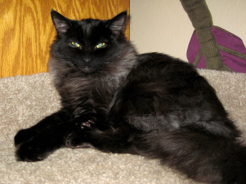 scarletdisciple: Look. It is Her Foofiness. Current picture of Stella (isn’t she regal? don&rs