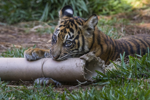 sdzoo: Safari Park tiger cub update: Joanne’s feisty fluff balls are 5 months old, healthy & gro
