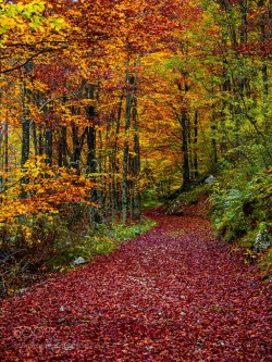 damjddesignz:#nature : Autumn promenade by