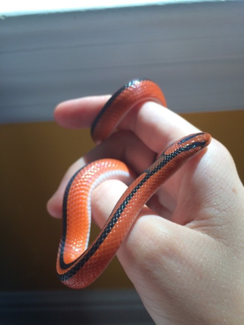 snake-candy:snake-candy:Some bonus pics of my Thai red bamboo ratsnake. I’m down to two names I can’