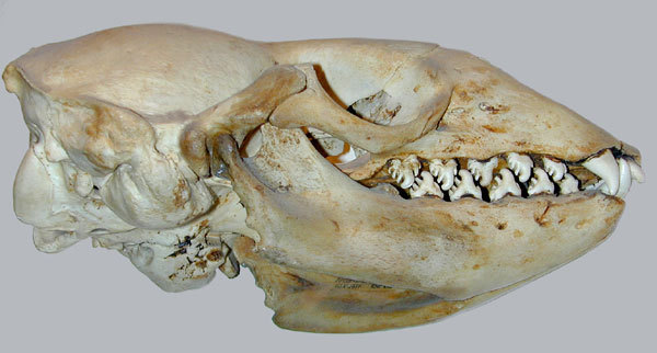 sixpenceee:  The skull and teeth of the Crabeater seal. Their finely lobed teeth