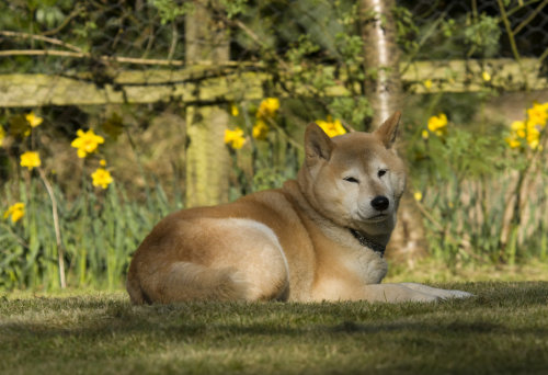 parakavka:Taiyo in the spring sunshine (by Nigel Evans (UK))