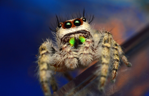 Subadult female Phidippus Otiosus (repost)One of my favorite sessions, and spiders, I’ve ever dealt 