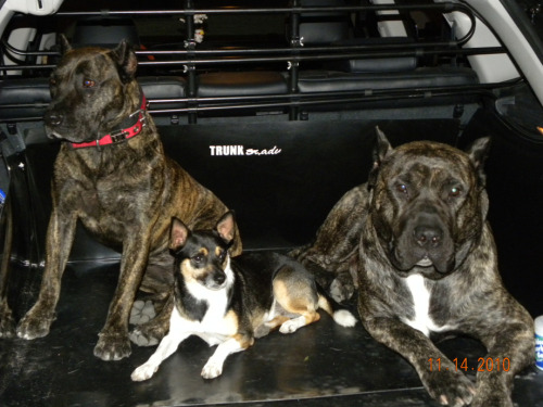 Impresa Kennels Presa Canario Breeders Miami, FL (786) 383-4DOG (4364) See more pics on Facebook Imp