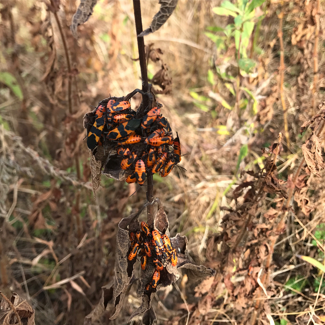 Huddle close…the nights are getting colder. Last few Fall days…last seeds. 🐞🍁🌾🍂