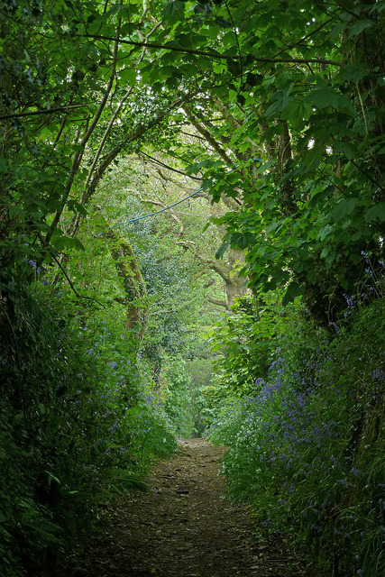 enchantedengland:  brutalgeneration: Path between Maenporth and Mawnan Smith, Cornwall,