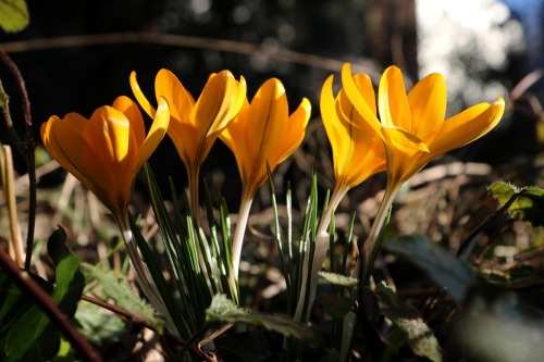 Crocus