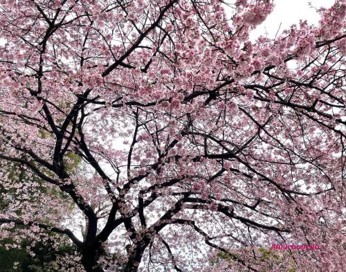 #春が来た #桜満開 # #上野 #上野公園 #桜2022 #満開 #春 #spring #cherryblossom #cherryblossom2022 #ueno #uenopark #ueno