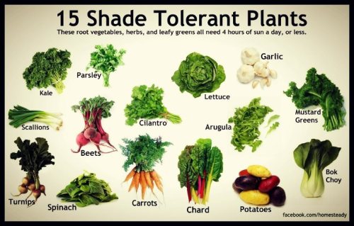 urbanhomesteaders:15 shade tolerant edibles 