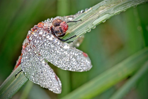 archatlas:  Precious Insects  Photographer David Chambon macro photos of insects covered in dew makes them look like precious gemstones. You can see more of his work on his Flickr and 500px accounts. 