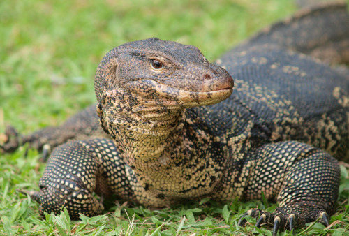 wtwtare:  Monitor lizard  porn pictures