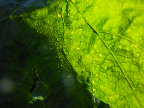 spaziergaenge-blog:  the morning sun, #2 | 10.2014