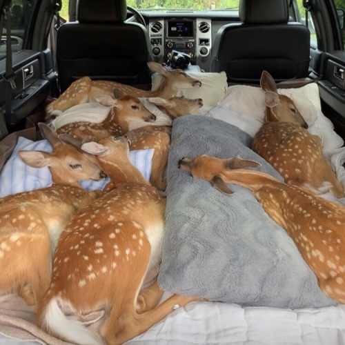absentlyabbie:1dietcokeinacan:inthemud:these fawns laying amongst a million pillows is how i want to live my life every day (credit to fuzzyfawnwildlife on instagram. she is a fawn rehabilitator and they’re all alive and well, just being transported)