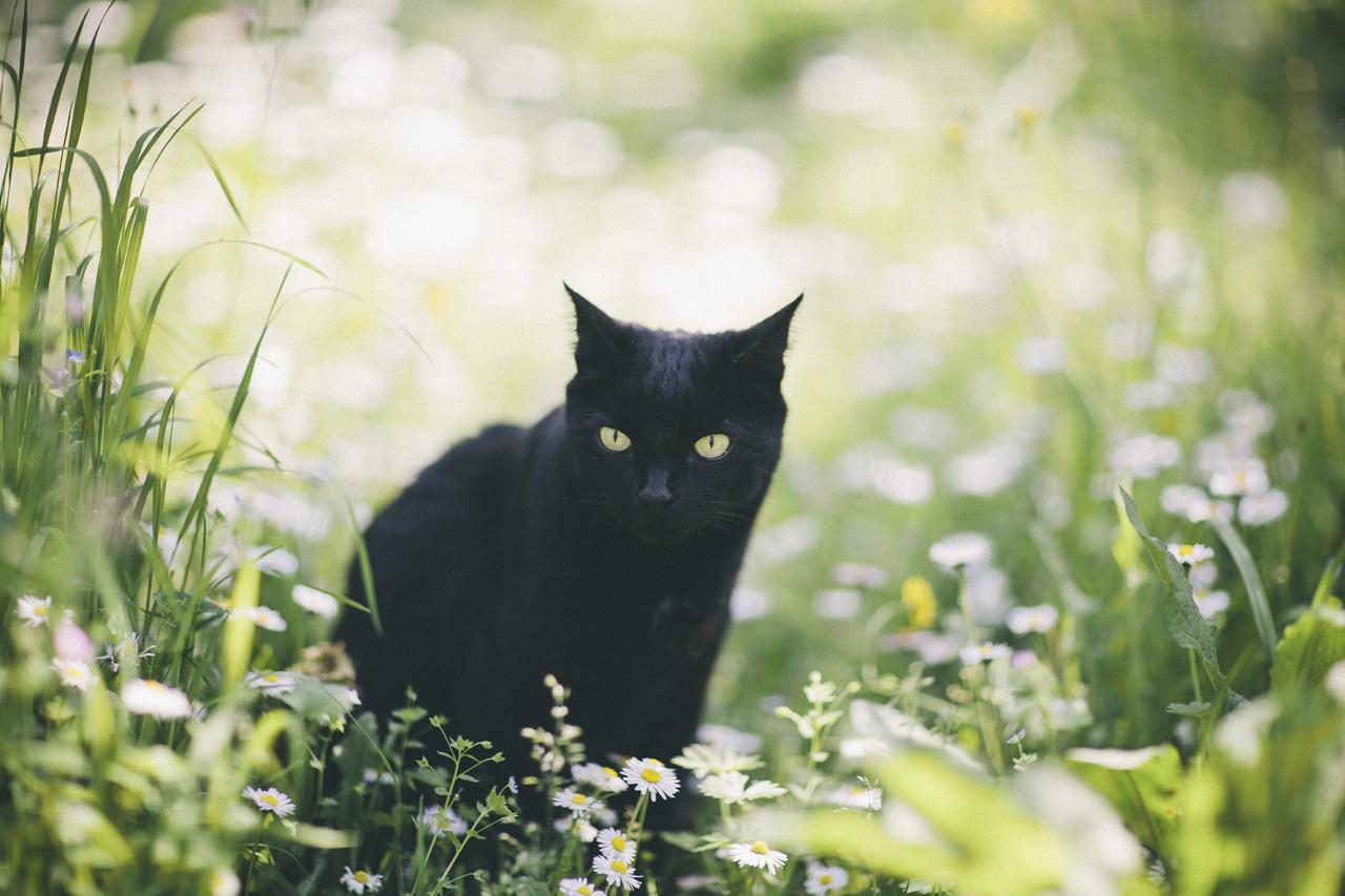 elenamorelli:{ tiny black panther and the spring /// part two }-luna, green grass