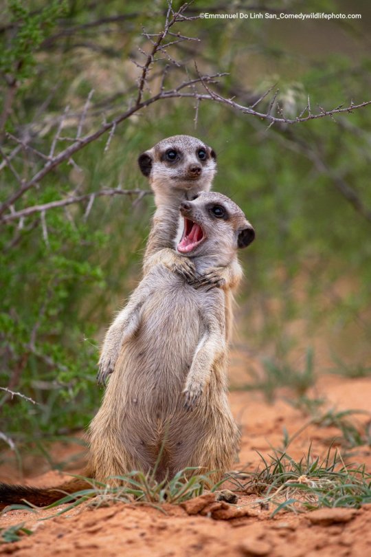 XXX mckitterick:2022 Comedy Wildlife Photography photo