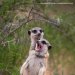 mckitterick:2022 Comedy Wildlife Photography Awards Winners the competition is open