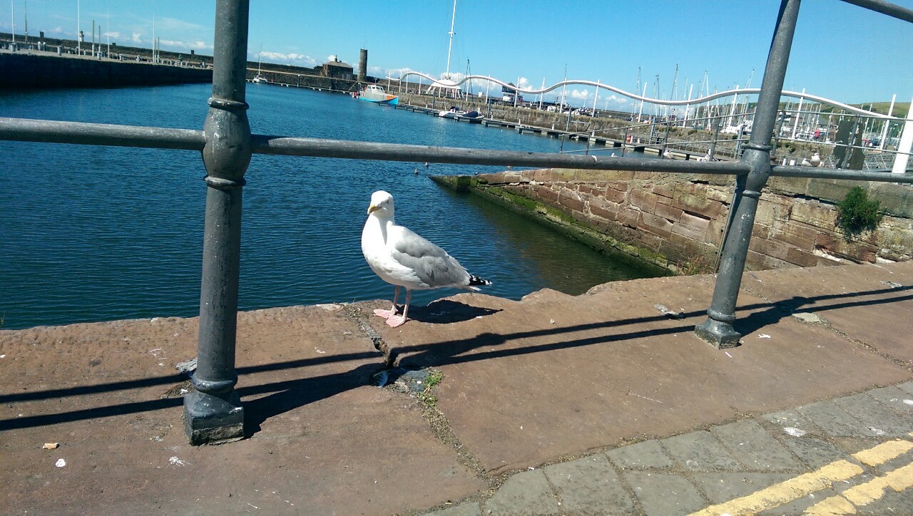 Hungry seagulls greedily watches me eat my pie&hellip;