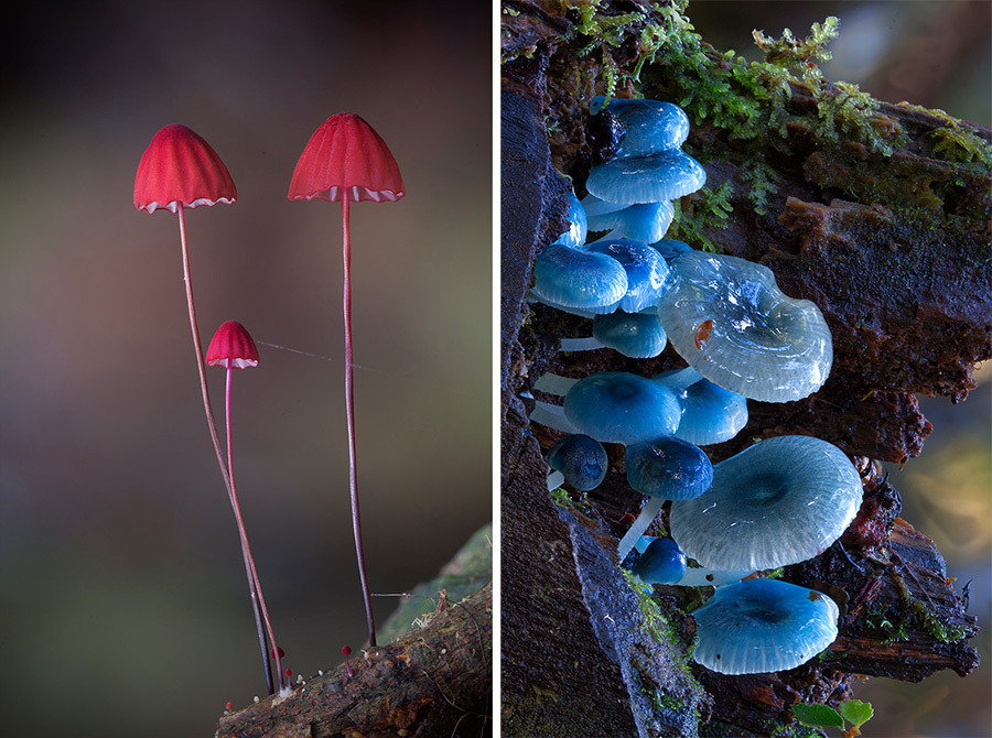 mayahan:  Australian Fungi Photographed by Steve Axford