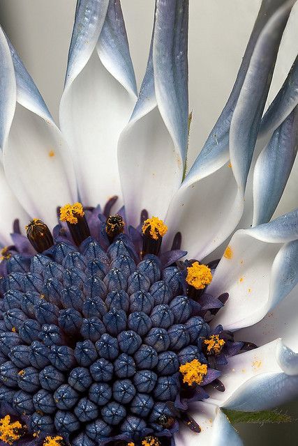 flowersgardenlove:  Osteospermum flower Beautiful